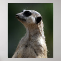 Meerkat Pôsteres