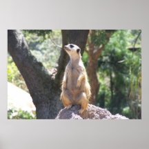 Meerkat Impressão