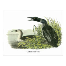 Mergulhão-do-norte comum, John Audubon Cartão Postal