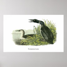 Mergulhão-do-norte comum, John Audubon Pôsteres