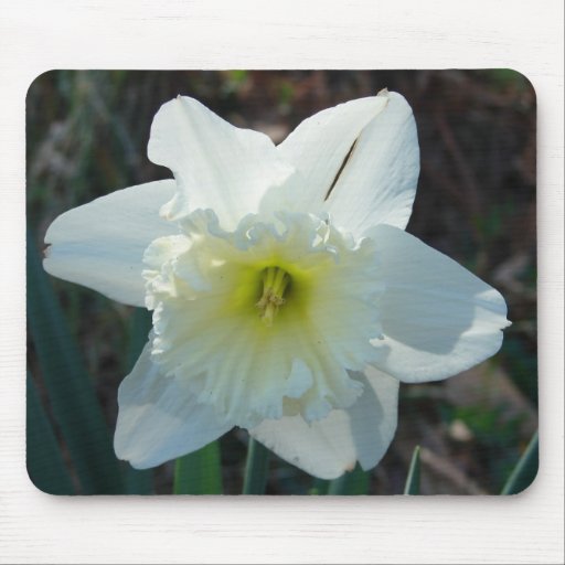 Meu Daffodil Mousepad