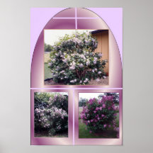 MEUS ARBUSTOS DE LILAC IMPRESSÃO