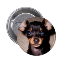 mini pinscher.