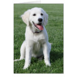 Modelo inglês do golden retriever cartão