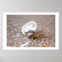 Moluscos pelo mar poster