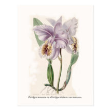 Mossiae de Cattleya Cartoes Postais