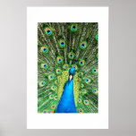 Mostra gloriosa posters