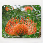 Mousepad - flor de coxim do pino do Protea tapetes para ratos