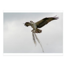 Musgo do Osprey Cartoes Postais