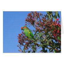 Musk Lorikeet Cartões