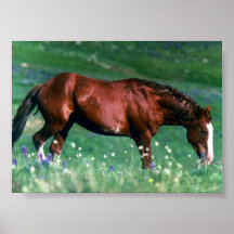 Mustang espanhol posteres