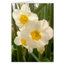 Narciso do primavera cartões