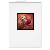 Natal Maltapoo Cartão