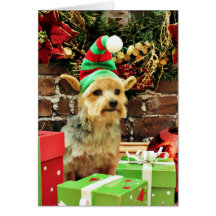 Natal - yorkshire terrier - Vinnie Cartao