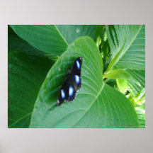 natureza posters