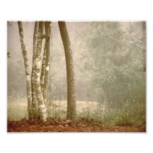 Névoa na floresta artes de fotos