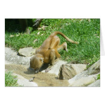 No furo molhando: Babuíno do bebê Cartao