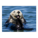 Noivos dos lutris do Enhydra da lontra de mar de C Cartoes Postais