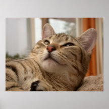 Nosso Abyssinian Pôsteres