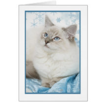notecard do ragdoll do inverno cartões