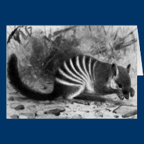 Numbat - F.W. Kuhnert postais