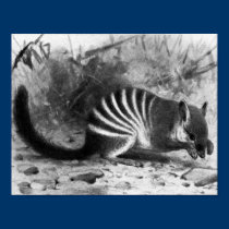 Numbat - F.W. Kuhnert posters