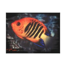 O Angelfish da chama é ele real Impressão De Canvas Envolvida