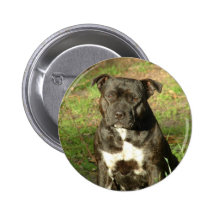 O cão produz Staffy Boton