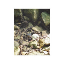 O caracol Shell em The Creek coloca Impressão Em Tela Canvas