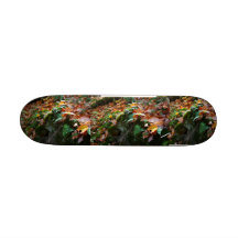 O conselho do skate de Cammo