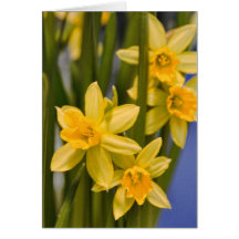 O Daffodil amarelo floresce o cartão