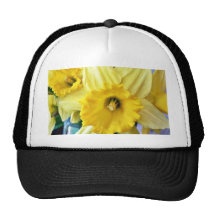O Daffodil floresce o amarelo Boné
