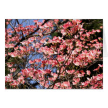 O Dogwood cor-de-rosa floresce cartão da fotografi