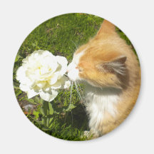 O gatinho cheira a flor imãs
