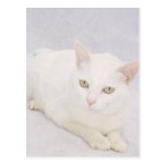 O gato branco pequeno cartão postal
