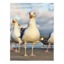 O grupo da gaivota cartão postal