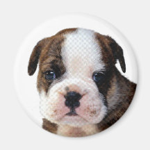 O ímã o mais bonito do filhote de cachorro imã