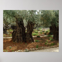 O jardim do Getsêmani em Jerusalem, a Cidade Santa Impressão