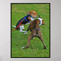 O lebreiro bate para fora a competição… poster