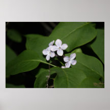 O Lilac floresce o poster