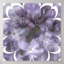 O Lilac floresce o poster