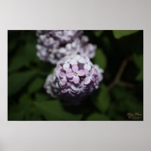 O Lilac floresce o poster
