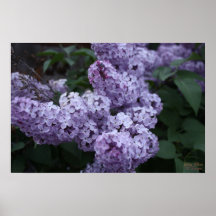 O Lilac floresce o poster