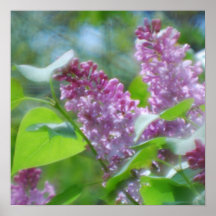 O Lilac roxo floresce o poster