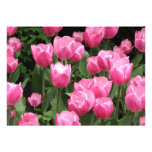 O primavera floresce tulipas cor-de-rosa convites