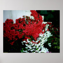 O refrescamento das flores impressão