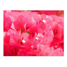 O rosa floresce o cartão 413 cartão postal