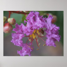 O roxo floresce a foto posteres