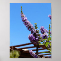 O roxo floresce o poster