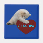 O urso Cub polar ama o vovô Imã
